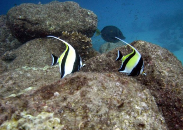  Wonders of the seabed 
